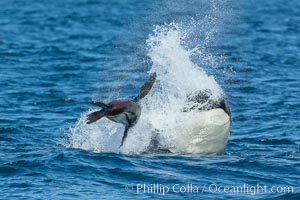 Killer whale attacking sea lion.  Biggs transient orca and California sea lion, Orcinus orca, Zalophus californianus, Palos Verdes