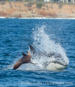 Killer whale attacking sea lion.  Biggs transient orca and California sea lion, Orcinus orca, Zalophus californianus, Palos Verdes