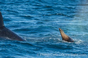 Killer whale attacking sea lion.  Biggs transient orca and California sea lion, Orcinus orca, Zalophus californianus, Palos Verdes