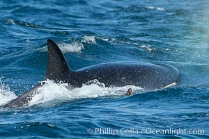 Killer whale attacking sea lion.  Biggs transient orca and California sea lion, Orcinus orca, Zalophus californianus, Palos Verdes