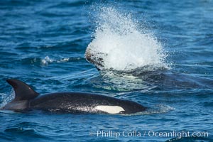 Killer whale attacking sea lion.  Biggs transient orca and California sea lion, Orcinus orca, Zalophus californianus, Palos Verdes