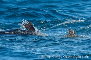 Killer whale attacking sea lion.  Biggs transient orca and California sea lion, Orcinus orca, Zalophus californianus, Palos Verdes