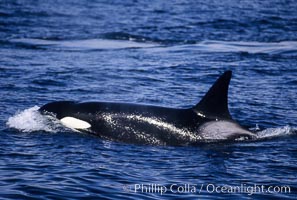 Killer whale (orca), Orcinus orca, Frederick Sound