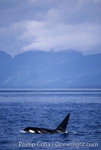 Killer whale (orca), Orcinus orca, Frederick Sound