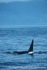 Killer whale (orca), Orcinus orca, Frederick Sound