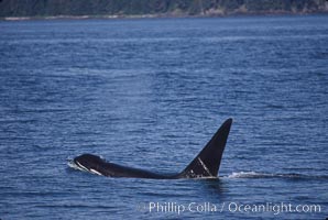 Killer whale (orca), Orcinus orca, Frederick Sound