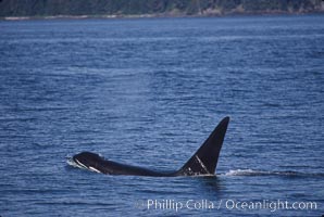 Killer whale (orca), Orcinus orca, Frederick Sound