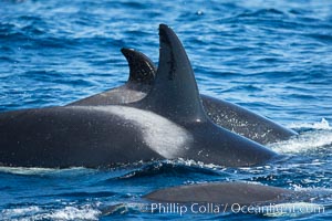 Saddle patch and dorsal fins of killer whales, Palos Verdes, Orcinus orca