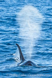 Killer Whale and blow, Biggs Transient Orcas, Palos Verdes, Orcinus orca