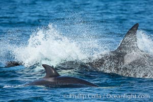 Killer Whales, Biggs Transient Orcas, Palos Verdes