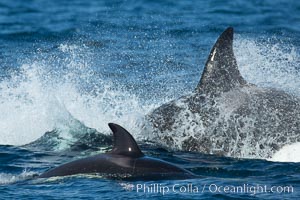 Killer Whales, Biggs Transient Orcas, Palos Verdes