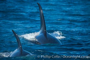 Killer Whales, Biggs Transient Orcas, Palos Verdes