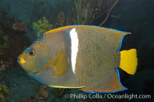 King angelfish, Holacanthus passer