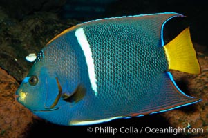 King angelfish, Holacanthus passer