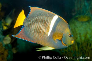 King angelfish, Holacanthus passer