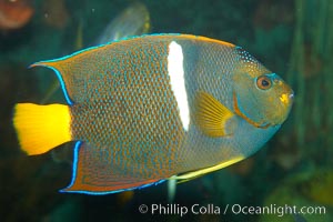 King angelfish, Holacanthus passer