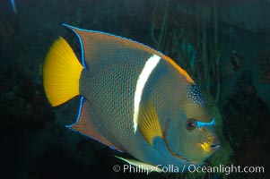 King angelfish, Holacanthus passer