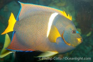 King angelfish, Holacanthus passer