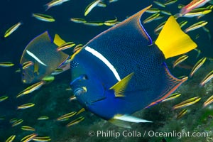 King angelfish in the Sea of Cortez, Mexico.