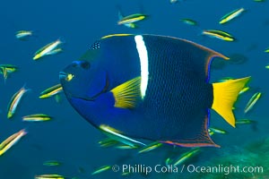 King angelfish in the Sea of Cortez, Mexico, Holacanthus passer