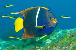 King angelfish in the Sea of Cortez, Mexico, Holacanthus passer