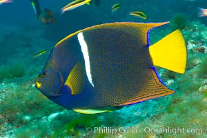 King angelfish in the Sea of Cortez, Mexico, Holacanthus passer