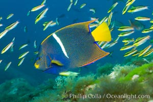 King angelfish in the Sea of Cortez, Mexico, Holacanthus passer