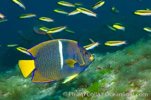 King angelfish in the Sea of Cortez, Mexico, Holacanthus passer