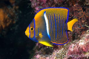 King Angelfish, Sea of Cortez,, Holacanthus passer