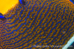 King Angelfish, Sea of Cortez,, Holacanthus passer, Isla Las Animas, Baja California, Mexico