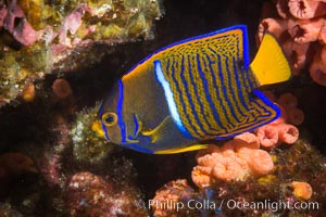 King Angelfish, Sea of Cortez,, Holacanthus passer, Isla Las Animas, Baja California, Mexico