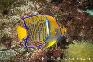 King Angelfish, Sea of Cortez,, Isla San Diego, Baja California, Mexico