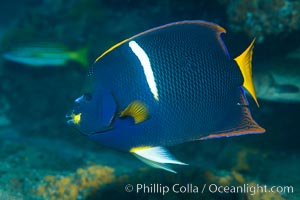 King Angelfish, Sea of Cortez,, Holacanthus passer, Punta Alta, Baja California, Mexico