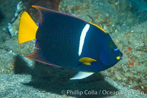 King Angelfish, Sea of Cortez,, Holacanthus passer, Punta Alta, Baja California, Mexico