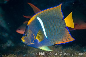 King Angelfish, Sea of Cortez, Baja California, Holacanthus passer, Isla San Diego, Mexico