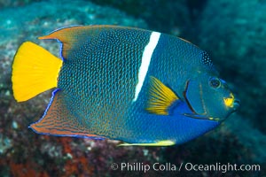 King Angelfish, Sea of Cortez, Baja California, Holacanthus passer, Isla San Diego, Mexico