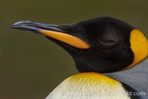 King penguin, showing ornate and distinctive neck, breast and head plumage and orange beak, Aptenodytes patagonicus, Fortuna Bay