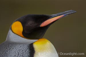 King penguin, showing ornate and distinctive neck, breast and head plumage and orange beak, Aptenodytes patagonicus, Fortuna Bay