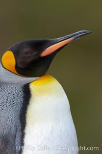 King penguin portrait, Aptenodytes patagonicus, South Georgia Island.