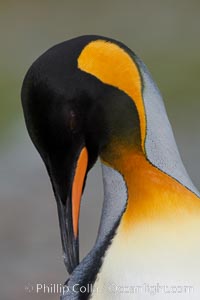 King penguin, showing ornate and distinctive neck, breast and head plumage and orange beak.