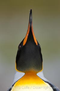 King penguin, showing ornate and distinctive neck, breast and head plumage and orange beak.