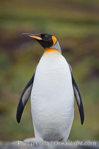 King penguin, South Georgia Island. Aptenodytes patagonicus.