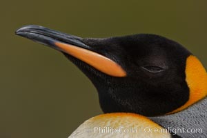 King penguin, showing ornate and distinctive neck, breast and head plumage and orange beak, Aptenodytes patagonicus, Fortuna Bay