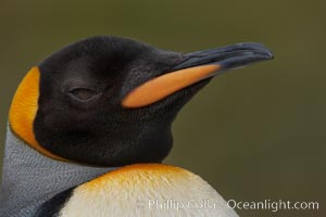 King penguin, showing ornate and distinctive neck, breast and head plumage and orange beak.