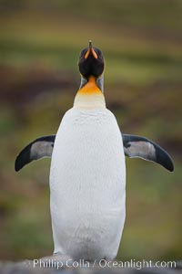 King penguin, solitary, standing, Aptenodytes patagonicus, Fortuna Bay