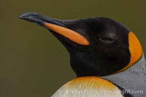 King penguin, showing ornate and distinctive neck, breast and head plumage and orange beak, Aptenodytes patagonicus, Fortuna Bay