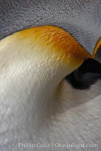 King penguin, showing ornate and distinctive neck, breast and head plumage and orange beak, Aptenodytes patagonicus, Fortuna Bay