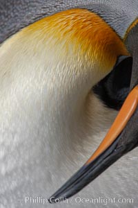 King penguin, showing ornate and distinctive neck, breast and head plumage and orange beak, Aptenodytes patagonicus, Fortuna Bay