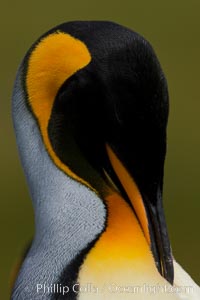 King penguin, showing ornate and distinctive neck, breast and head plumage and orange beak, Aptenodytes patagonicus, Fortuna Bay