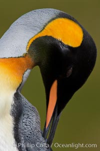 King penguin, showing ornate and distinctive neck, breast and head plumage and orange beak, Aptenodytes patagonicus, Fortuna Bay